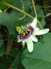 Passiflora morifolia