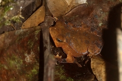 Rhinella hoogmoedi