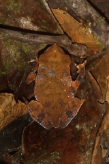 Rhinella hoogmoedi