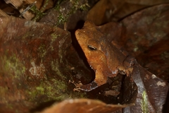 Rhinella hoogmoedi