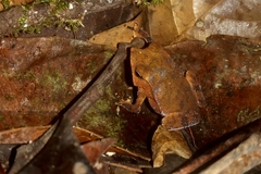 Rhinella hoogmoedi