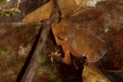 Rhinella hoogmoedi