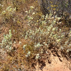 Atriplex lindleyi