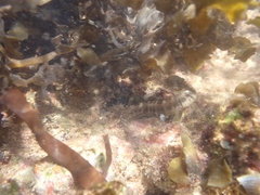 Omobranchus rotundiceps