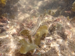 Omobranchus rotundiceps