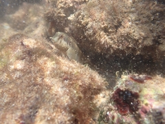 Omobranchus rotundiceps