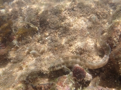 Omobranchus rotundiceps