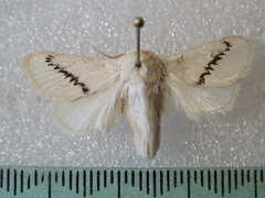 Anaxidia lactea