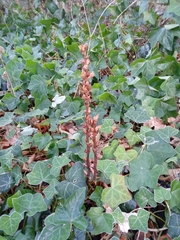 Orobanche hederae