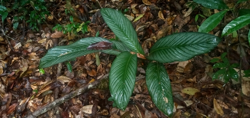Goeppertia argyrophylla, photograph 2