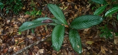 Goeppertia argyrophylla, photograph Carlos Otávio Gussoni, CC BY, iNaturalist via GBIF