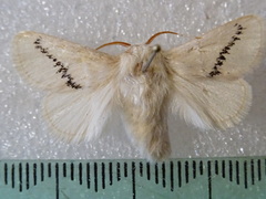 Anaxidia lactea