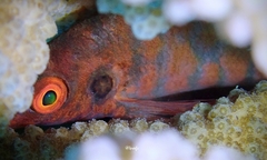 Amblycirrhitus bimacula