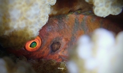 Amblycirrhitus bimacula