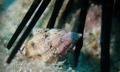 Peristernia chlorostoma