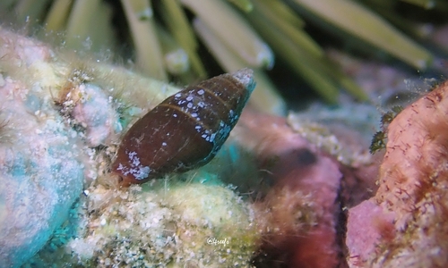 Strigatella luctuosa observed 2022-01-22