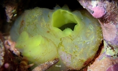 Phlebobranchia
