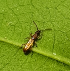 Cerobates