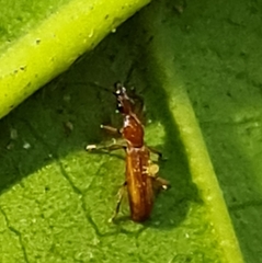 Cerobates