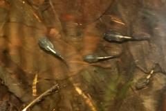 Hylomantis granulosa