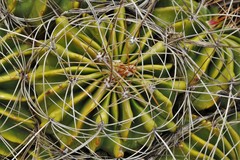 Ferocactus echidne victoriensis