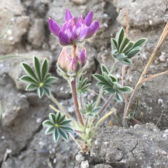 Lupinus concinnus