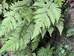 Tectaria subfuscipes