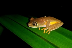 Hylomantis granulosa