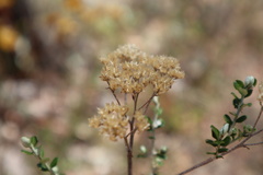 Ozothamnus obcordatus