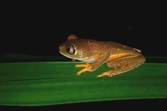 Hylomantis granulosa