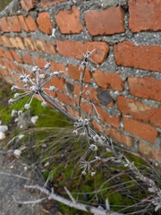 Seseli gummiferum