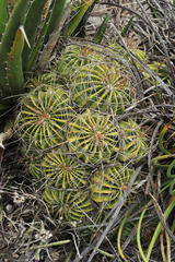 Ferocactus echidne victoriensis