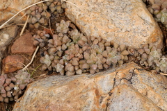 Anacampseros subnuda