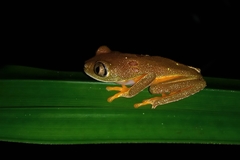 Hylomantis granulosa