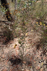 Ozothamnus obcordatus