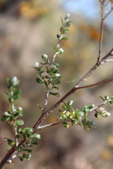 Ozothamnus obcordatus