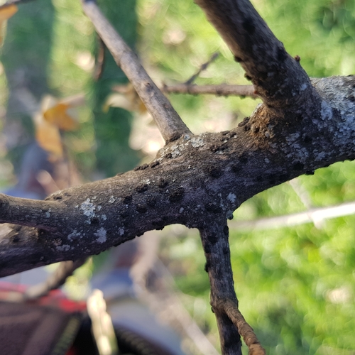 Myriangium duriaei observed 2022-01-29