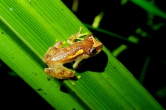 Dendropsophus haddadi