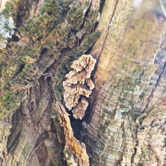 Lenzitopsis oxycedri