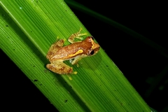 Dendropsophus haddadi