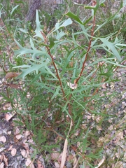 Hakea ceratophylla