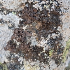 Umbilicaria polyphylla