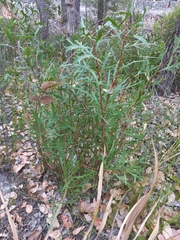 Hakea ceratophylla