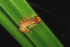 Dendropsophus haddadi