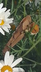 Acanthacris ruficornis