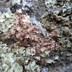 Marchandiomyces corallinus