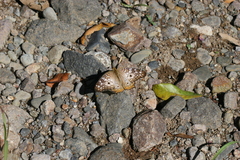 Anartia jatrophae luteipicta image