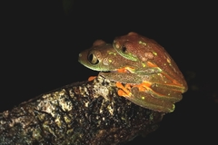 Hylomantis granulosa