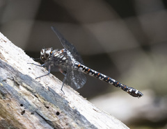 Austroaeschna hardyi