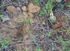 Escobaria missouriensis